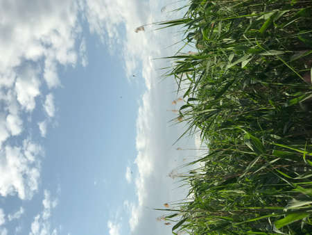 background landscape of nature in the city green reed near the pond against the blue sky with...