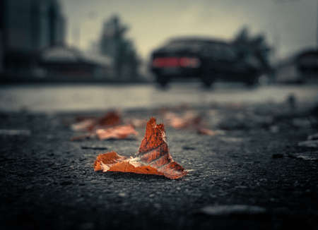 Autumn Leaf Road Streetの写真素材