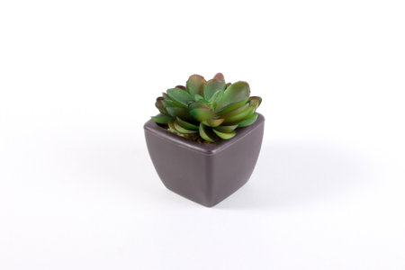 Ornament cactus succulent in pottery vaseの写真素材