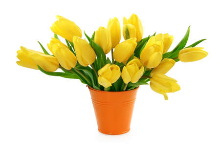 Yellow tulips in bucket isolated on white backgroundの写真素材
