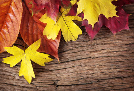 Autumn leaves on wooden backgroundの写真素材
