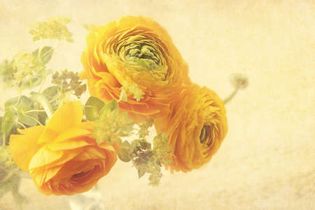 Ranunculus flowers on yellow backgroundの写真素材