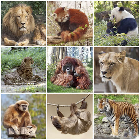 Animals collage with lion, red panda, panda, cheetah, tiger, monkey and slothの写真素材