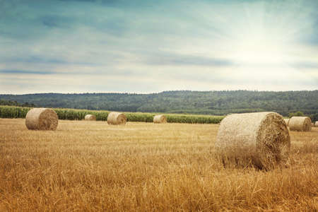 Round bales of straw in the meadow