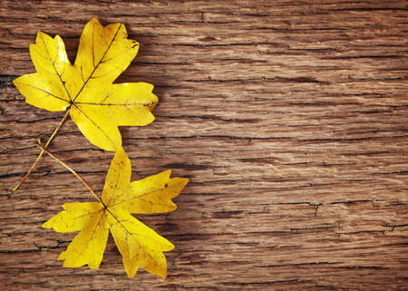 Yellow autumn leaves on wooden backgroundの写真素材