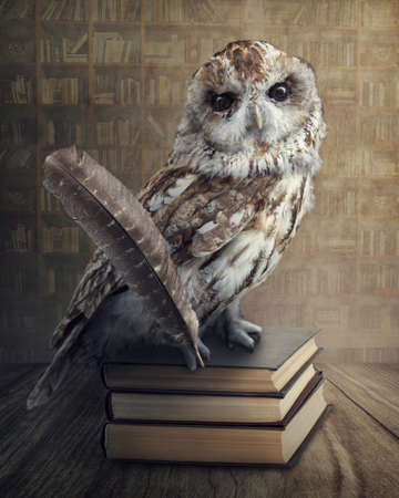 Wise owl sitting on booksの写真素材