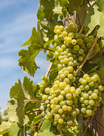 Ripening green grape  on the vine