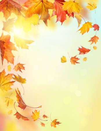Autumn falling leaves on colorful backgroundの写真素材