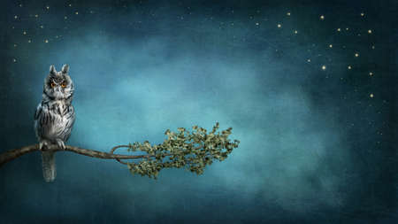 Owl bird sitting on branch at nightの写真素材