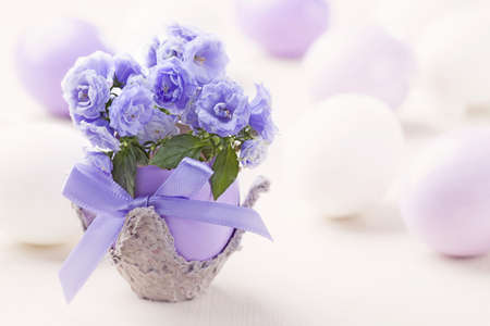 Campanula flowers in the eggshellの写真素材