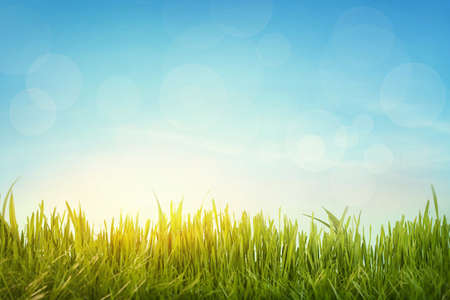 Green grass and blue skyの写真素材
