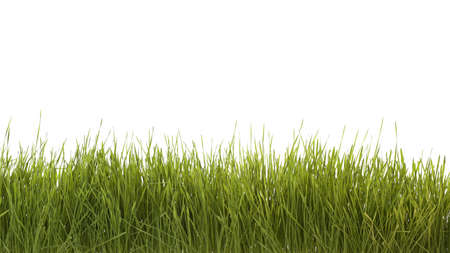 Green grass isolated on white background