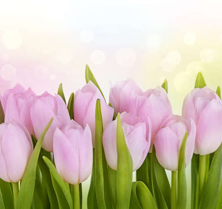 Tulip flowers on bright backgroundの写真素材