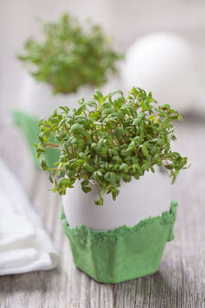 Garden cress in an eggshellの写真素材