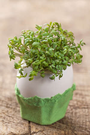 Garden cress in an eggshellの写真素材