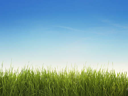 Green grass and blue skyの写真素材