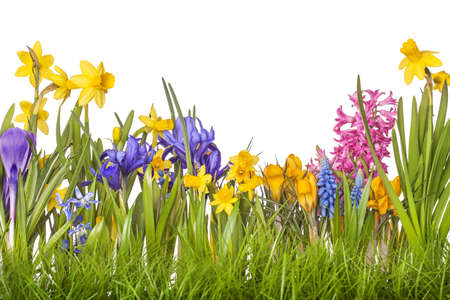 Spring flowers in vases isolated on white backgroundの写真素材