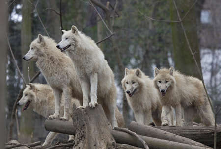 Horde of arctic wolves in a zooの写真素材
