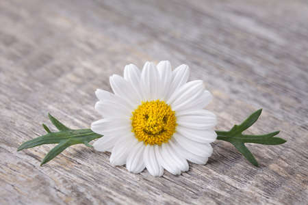 Chamomile flower on wooden backgroundの写真素材