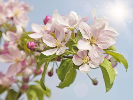 Peach blossom flowers in springの写真素材