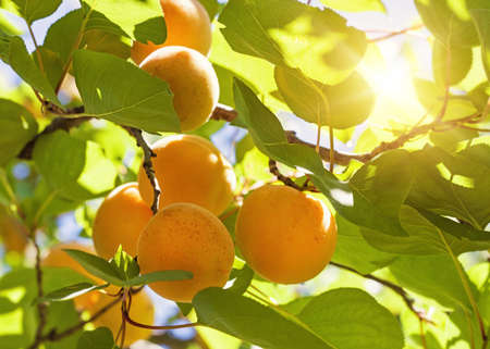 Apricot tree with fruits growing in the gardenの写真素材