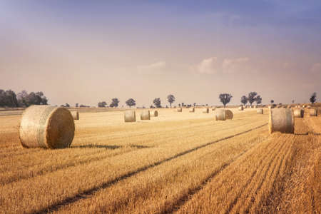 Round bales of straw in the meadowの写真素材
