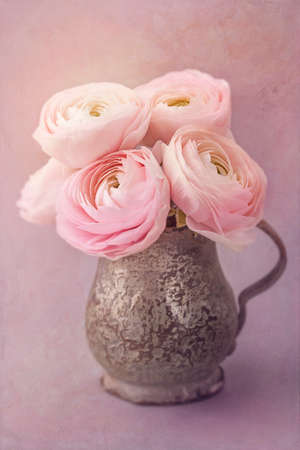 Pink ranunculus flowers on a lilac backgroundの写真素材