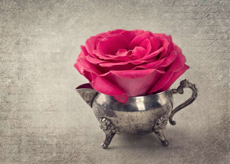 Red rose in a tea cupの写真素材