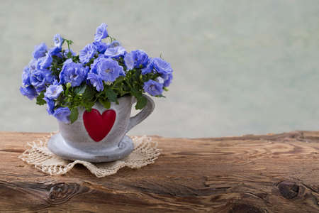 Campanula flowers in a cupの写真素材