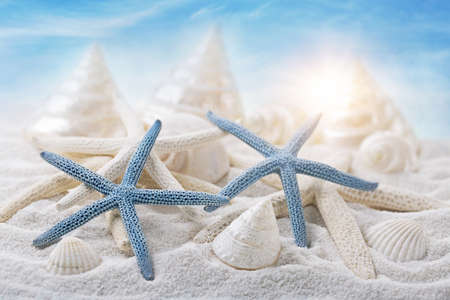 White seashells on sandy beachの写真素材