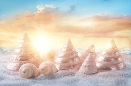 White seashells on sandy beachの写真素材