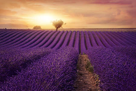 Lavender field at sunset, Provenceの写真素材