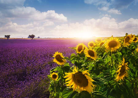 Lavender and sunflowers fields , Provenceの写真素材