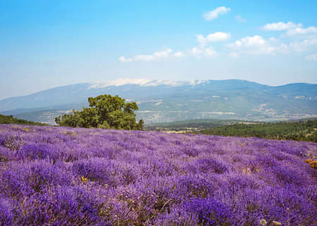 Lavender field with a view to Mont Ventouxの写真素材