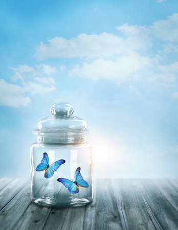 Two butterflies closed in a jarの写真素材