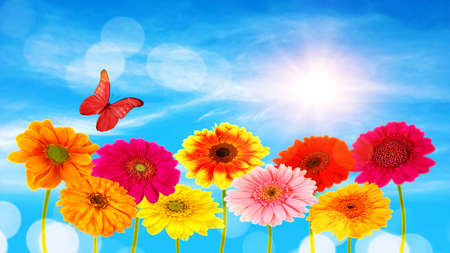 Colorful gerbera flowers and  butterflyの写真素材