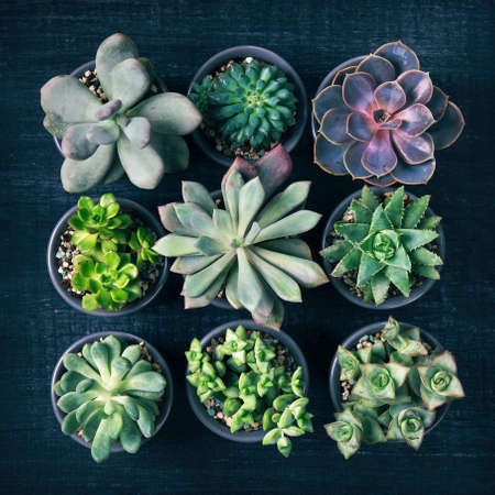 Different succulents above the black wooden backgroundの写真素材