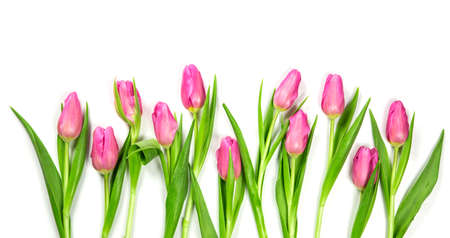 Pastel colored flower on a white backgroundの写真素材