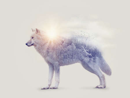 Double exposure with an arctic wolf and forest