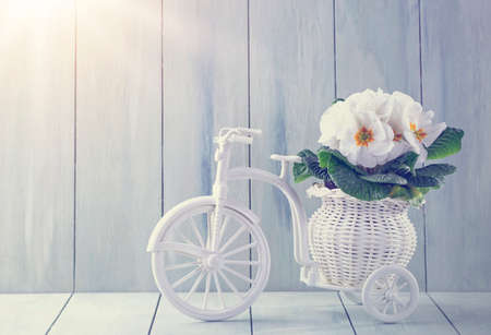 White spring flowers in a bicycle vaseの写真素材