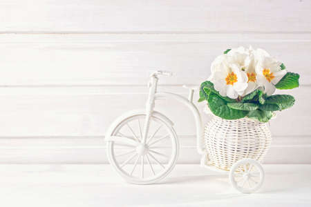 White spring flowers in a bicycle vaseの写真素材