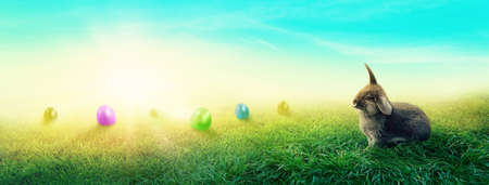 Spring meadow with a rabbit and easter eggsの写真素材