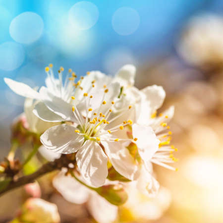 Cherry blossoms against a blue skyの写真素材