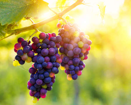 Bunch of black grapes on the vine