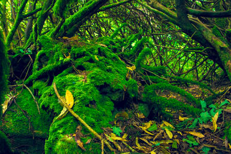 Mossy wood in Irelandの写真素材