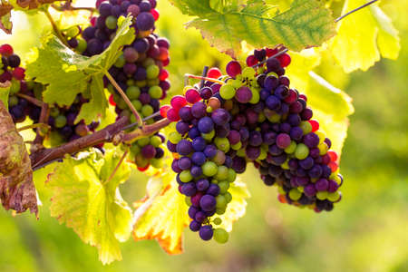 Bunch of black grapes on the vineの写真素材