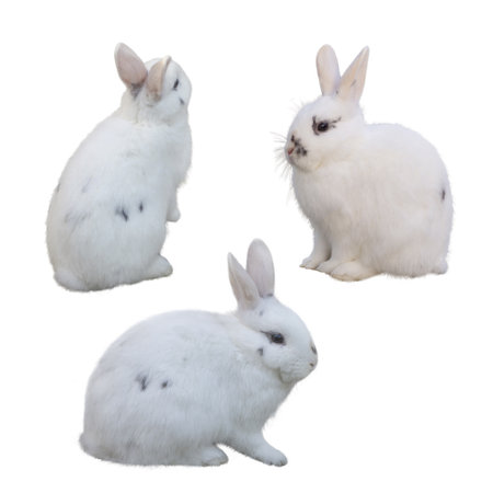 White Rabbit Isolated on White Background