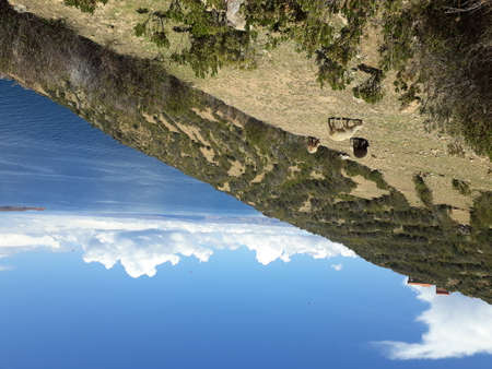 Reflection of a cow on the surface of a mountain lake.の写真素材