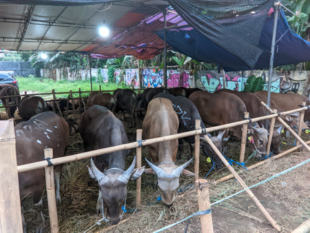 Bekasi, Indonesia - June 23, 2023: Cows are eating grass at the animal market during the preparations for the Eid al-Adha sacrifice. Islamic fest. Selective focusのeditorial素材