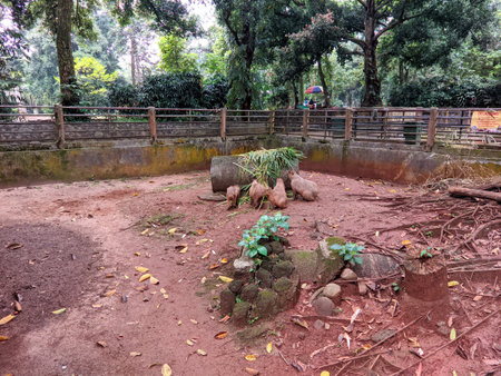 Jakarta, Indonesia - June 24, 2023: Capybaras (Hydrochoerus hydrochaeris) in Ragunan zooのeditorial素材